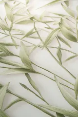 PURE HARMONY - 10587-07